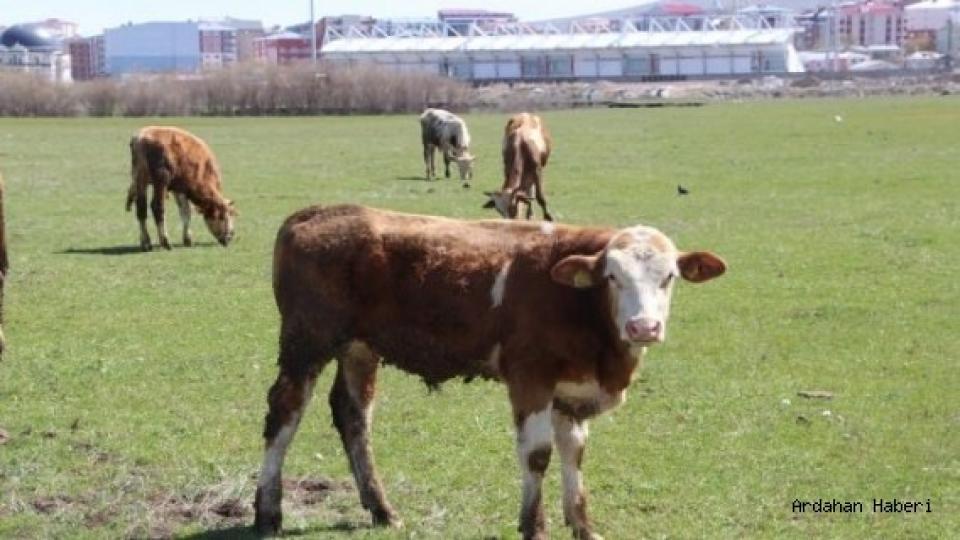 Ardahan da Çiftçiyi Kuraklık Korkusu Sardı