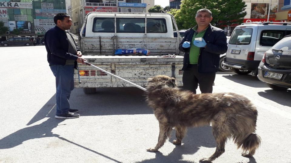 SOKAK KÖPEKLERİ KORUMA ALTINDA