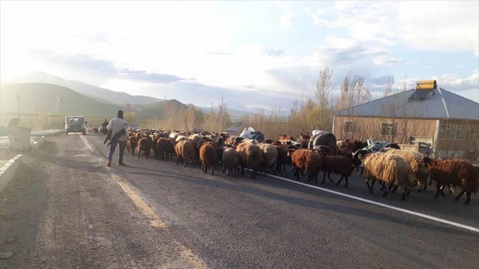 Sürüler yaylalara çıkmaya başladı