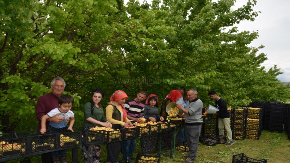 IĞDIR’DA KAYSI HASADI BAŞLADI