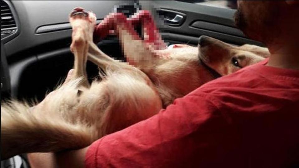 Müezzin, tavuklarına saldıran köpeği öldürdüğü iddiasıyla gözaltında