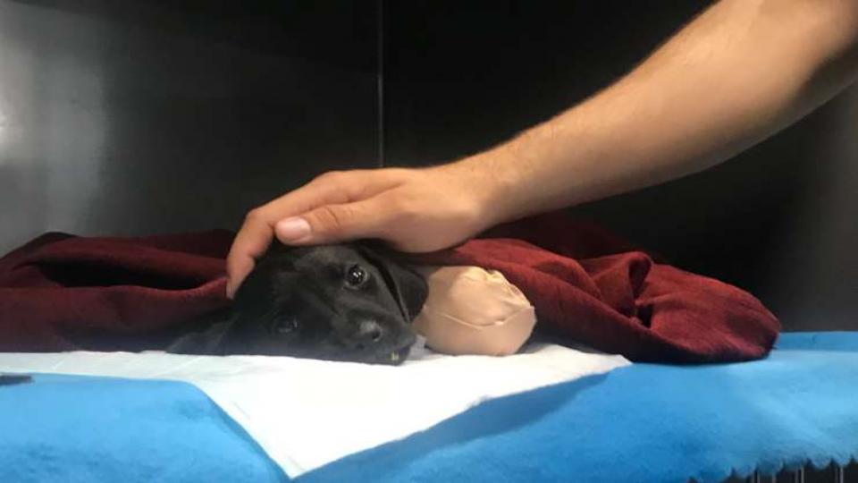 Sakarya’daki yavru köpek… Bakan: Kesin iş makinesi; veteriner: Kaza süsü vermeyin