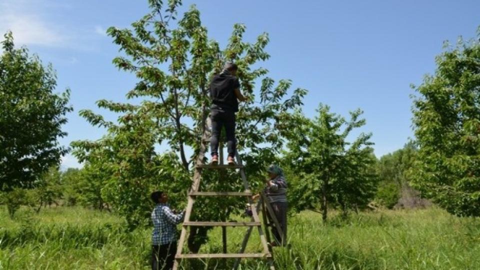 Iğdır'da kiraz hasadı başladı