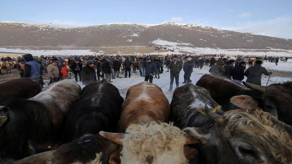 Ardahan'da 'şap' karantinası kaldırıldı