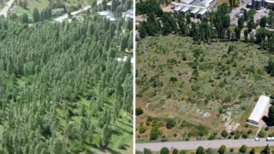 İşte ODTÜ'deki ağaç kıyımının fotoğrafı