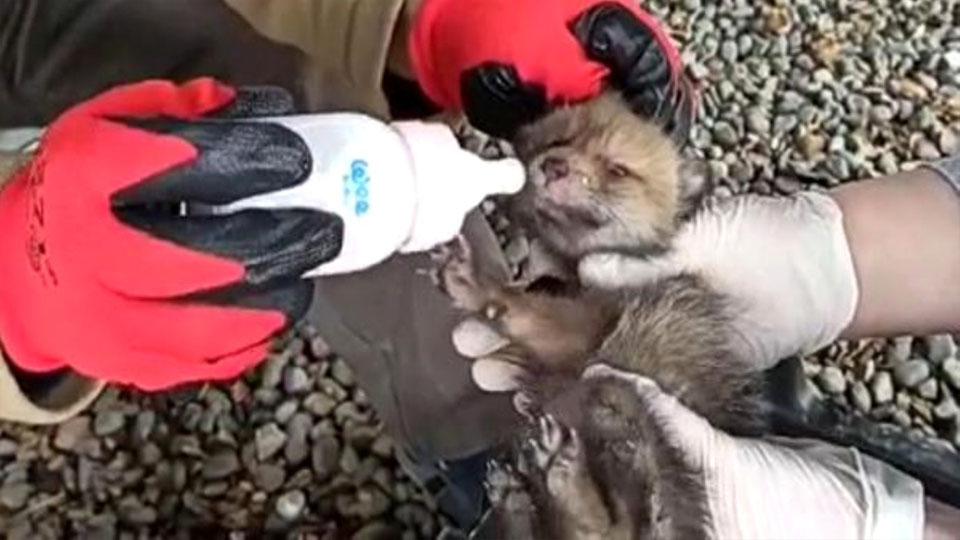 Çobanlar’ın bulduğu yavru kurtlar korma altına alındı