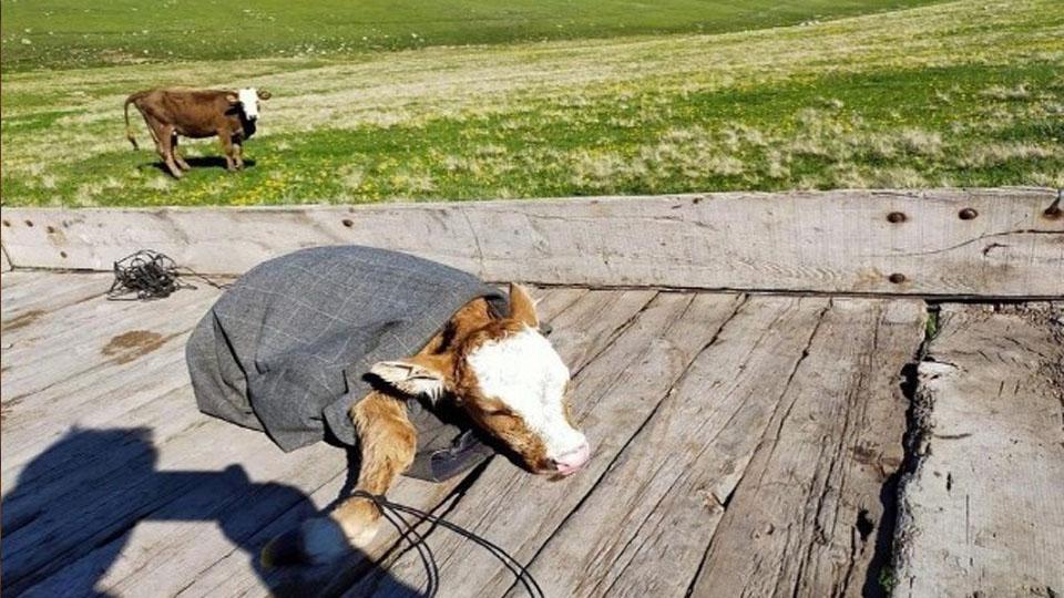 Ardahan’da yaşlı vatandaşın ineği doğum yapınca yardıma gittiler