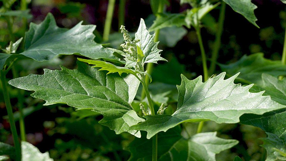 Iğdır’da Atriplex nitens bitkisini yetiştirmek için çalışmalara başlandı