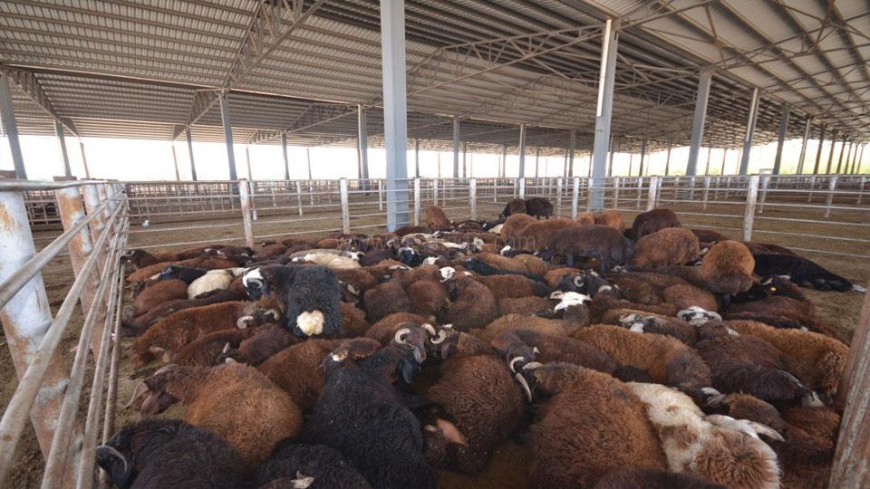 Iğdır’da hayvan pazarı tekrar açıldı