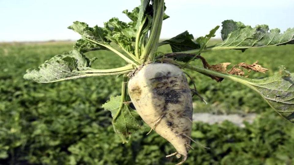 Iğdır’da şeker pancarı üretiminde artış gözlemlendi