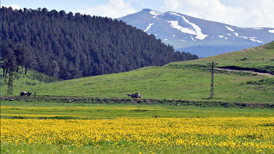 Kars Sarıkamış'ta yazın gelişi