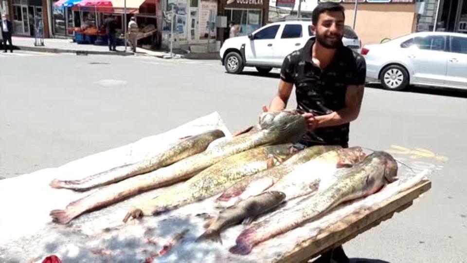 Bir metreyi geçen  yayın balıkları görenleri hayrete düşürdü