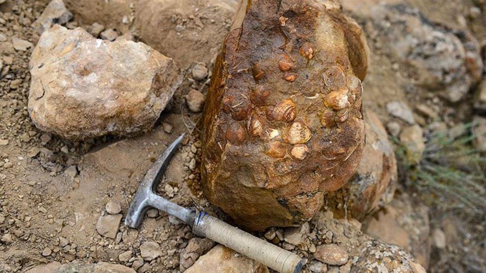Iğdır’da bulunan fosillerle ilgili bilimsel çalışma