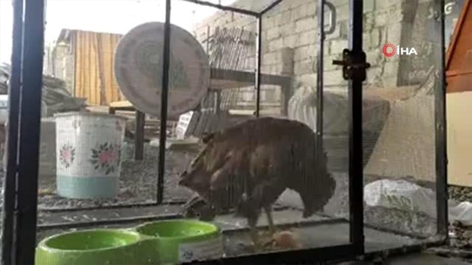 Iğdır’da bulunan Kızıl Şahine özenle bakılıyor