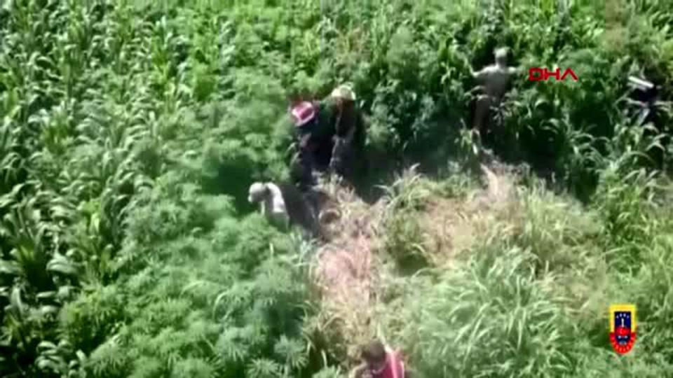 Iğdır’da Mısır tarlasında 10 bin 360 kök Hint keneviri ele geçirildi
