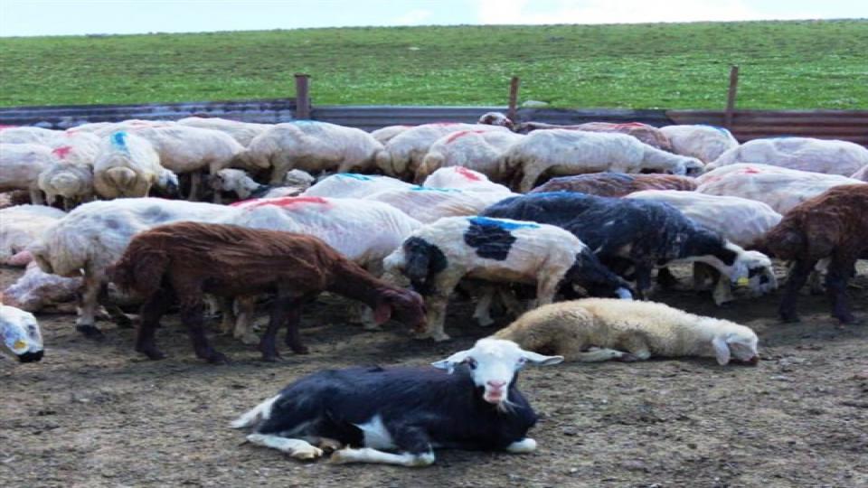 Kars’ta koyun kırkımı başladı