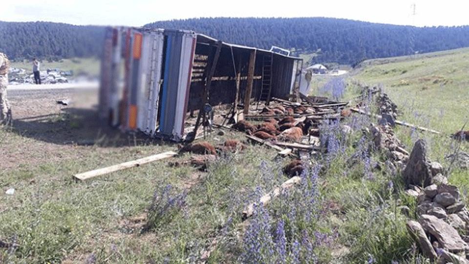 Kurbanlık taşıyan tır kaza yaptı: 32 tane hayvan telef oldu