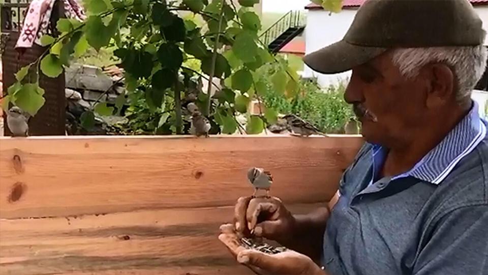 Kuşlar için çekirdekleri tek tek açarak onlara veriyor