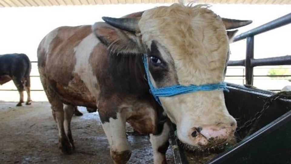 23 büyükbaş hayvan çalındı