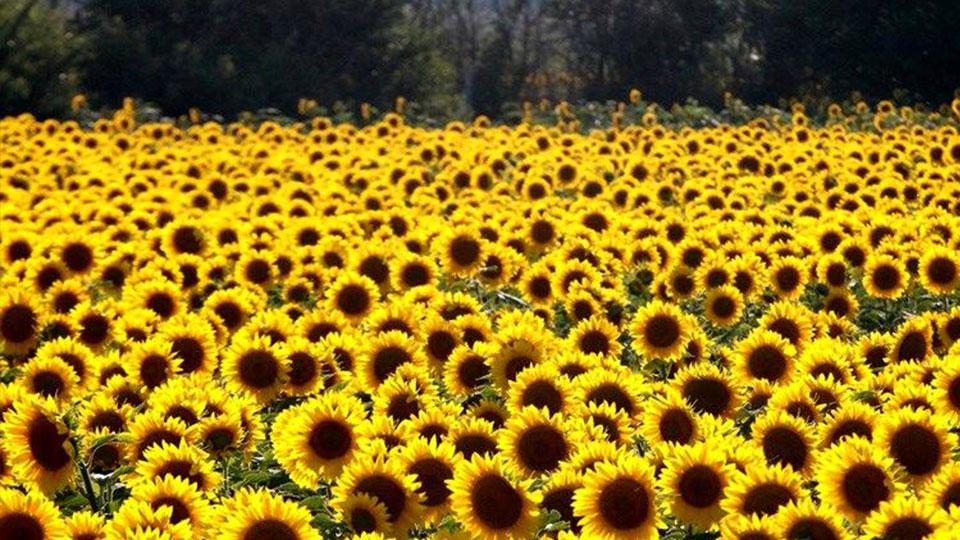 Ağrı’da üretilen ayçiçeği için hasat zamanı