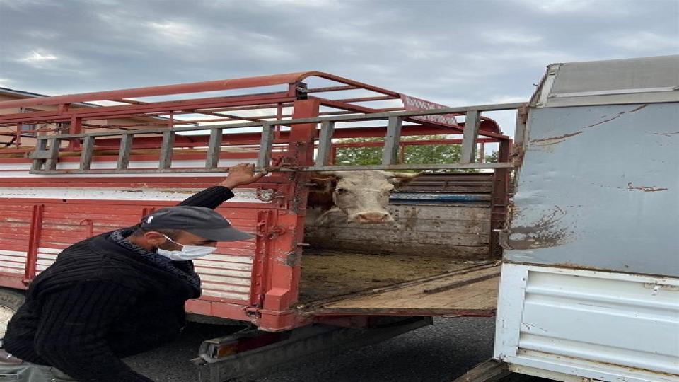 Çalınan hayvanlar sahibine teslim edildi