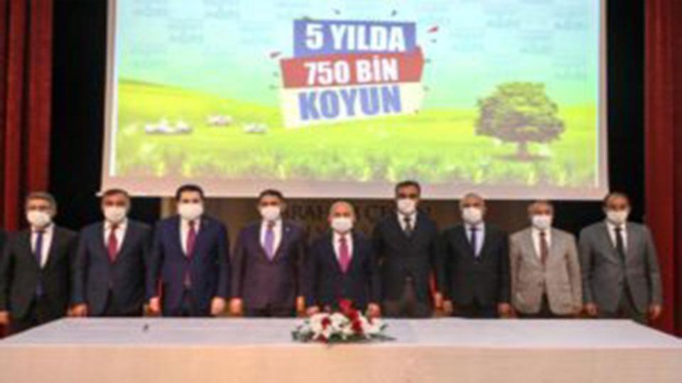 Çiftçiye 5 yılda 750 bin koyun!