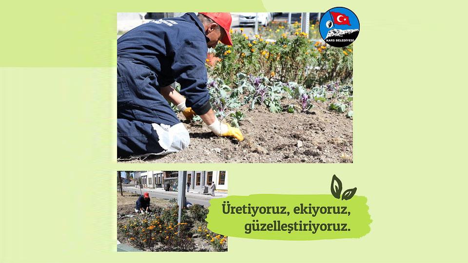 Kars Belediyesi ürettiği çiçekleri refüjlere ekmeye başladı