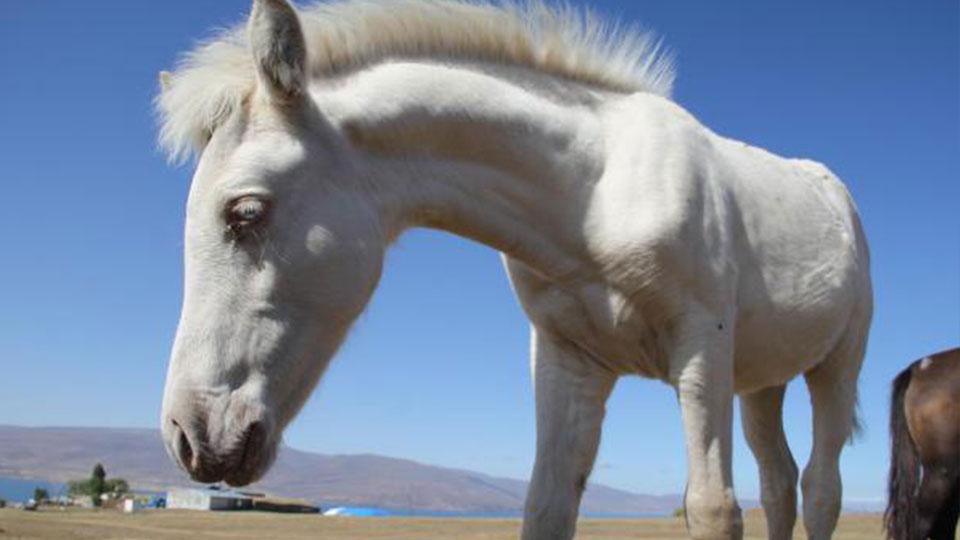Kars’ta albino tay