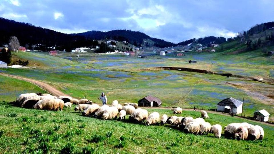 Yayla sezonunu tamamlayan göçerlerin dönüş yolculuğu sürüyor