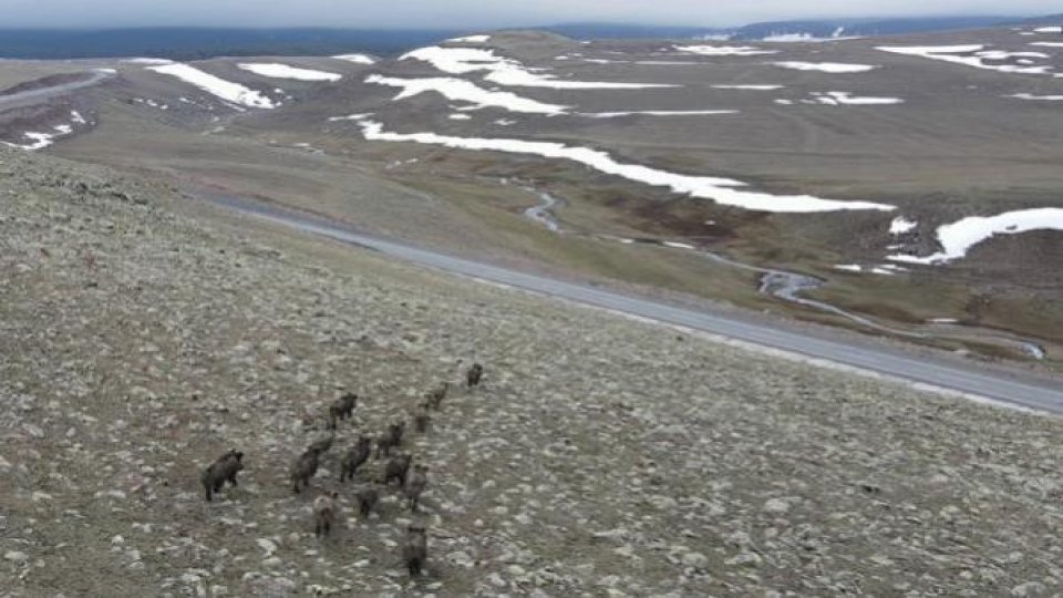 Domuz sürüsü dronla görüntülendi