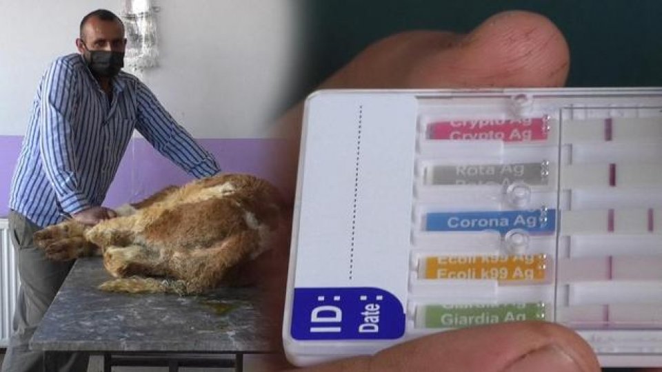 Kars'ta buzağılarda Koronavirüs görüldü