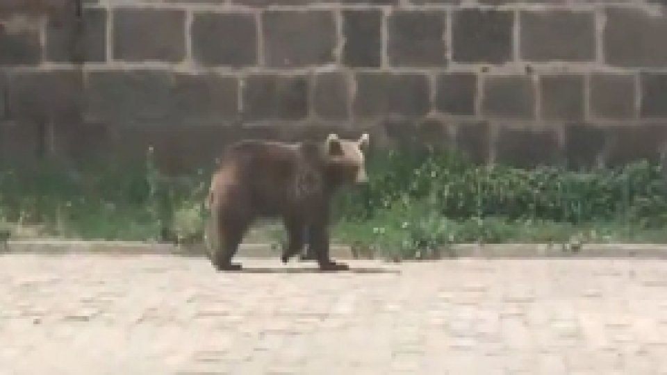 Sarıkamış Merkezinde Yavru Ayı Görüldü.