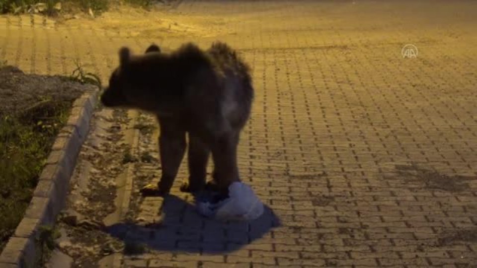 Sarıkamış'ta çöp konteynerinde yiyecek arayan bozayı yavrusu görüntülendi