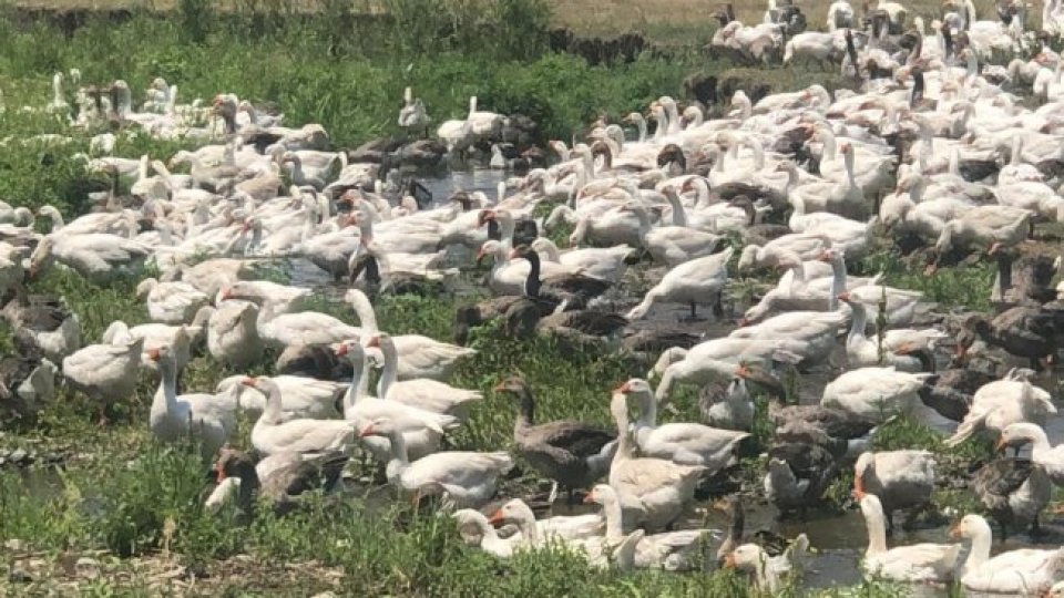 Kars kazları meralara çıktı