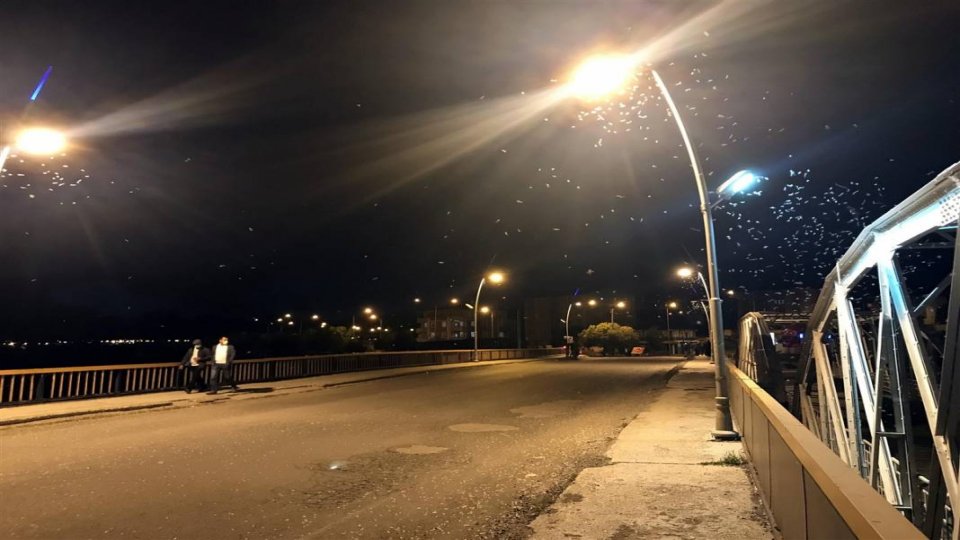 Her yıl aynı zamanda tekrarlanıyor! Ölüm uçuşu başladı