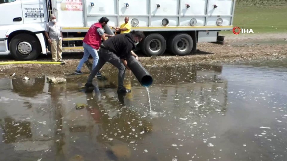 Kars’ta 2 milyon sazan yavrusu göllere bırakıldı