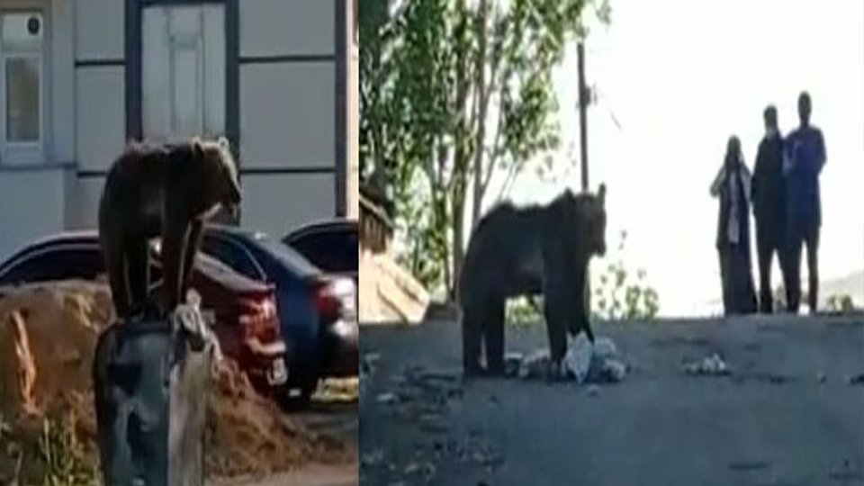 Sarıkamış’ta ayı mahalleye indi
