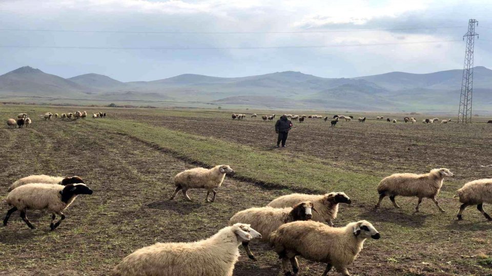 Kars'ta sıcak hava küçükbaş hayvanlara yaradı