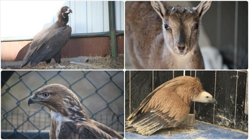 Kars’ta 10 yılda 4 bin 500 yaban hayvanı tedavi edildi