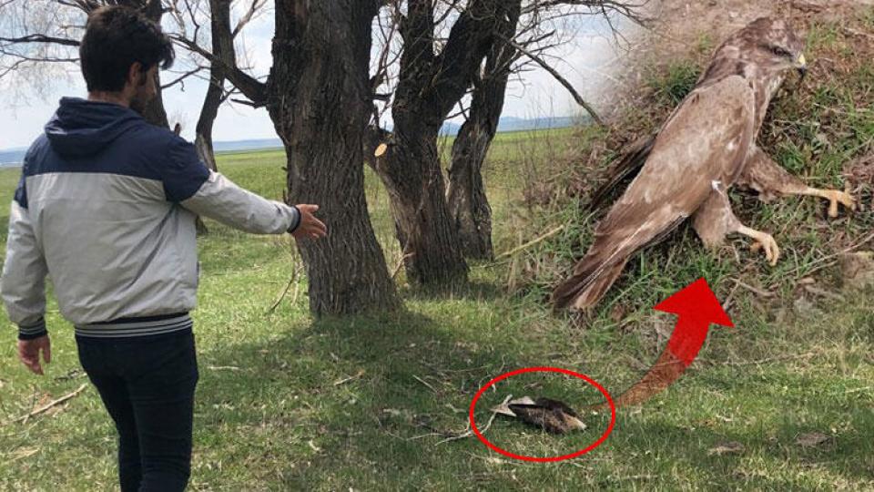 Serhatın Sesi / Serhat Diyarından Haberler / Kars'ta hayvan otlatan genç 7 şahin ölüsü buldu!