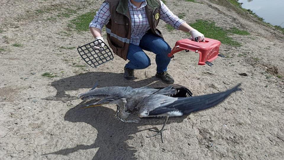 Iğdır’ın Hasanhan Köyünde Gri Balıkçıl Kuşu yetkililere teslim edildi