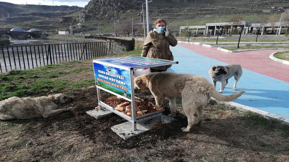 Kars Belediyesin’den sokak hayvanlarına beslenme noktası