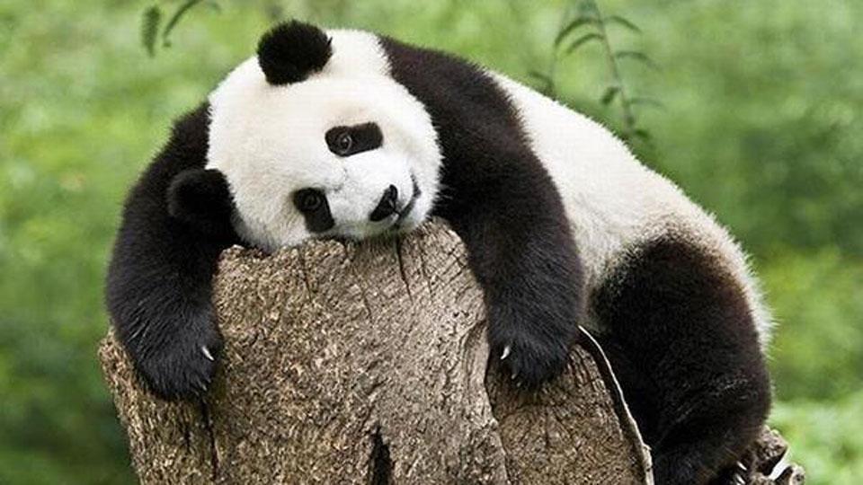 Kopenhag’da bir panda hayvanat bahçesinden kaçtı