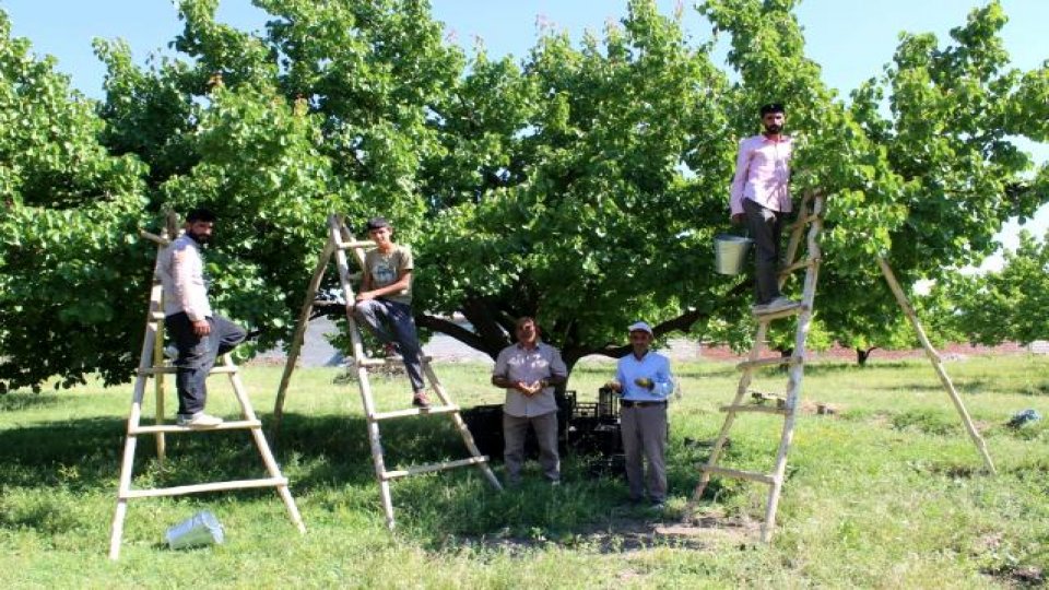 Serhatın Sesi / Serhat Diyarından Haberler / Iğdır'ın sembolü kayısıda hasat dönemi başladı