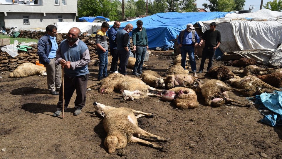 Serhatın Sesi / Serhat Diyarından Haberler / Kars’ta kurtlar sürüye saldırdı: 22 koyun telef oldu, 15'i yaralandı