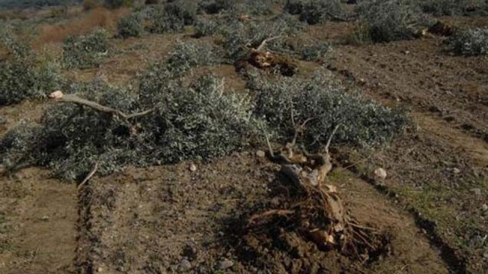 Serhatın Sesi / Serhat Diyarından Haberler / ÇİFTÇİ-SEN: AKP ve şirketler zeytinlik alanların talanı için hamle yapıyor!
